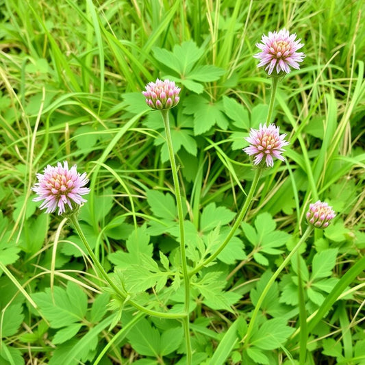 Червена детелина, Trifolium pratense
